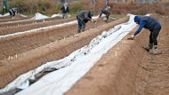 Bückware: The work in the asparagus fields is hard and is done almost exclusively by harvest workers from Southeast Europe.