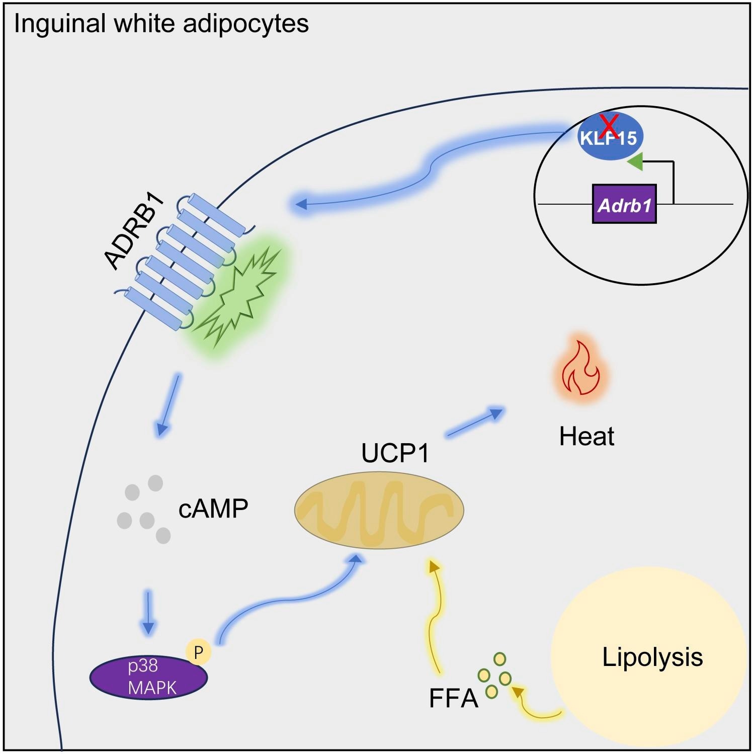 Study: White adipocytes in subcutaneous fat depots require KLF15 for maintenance in preclinical models