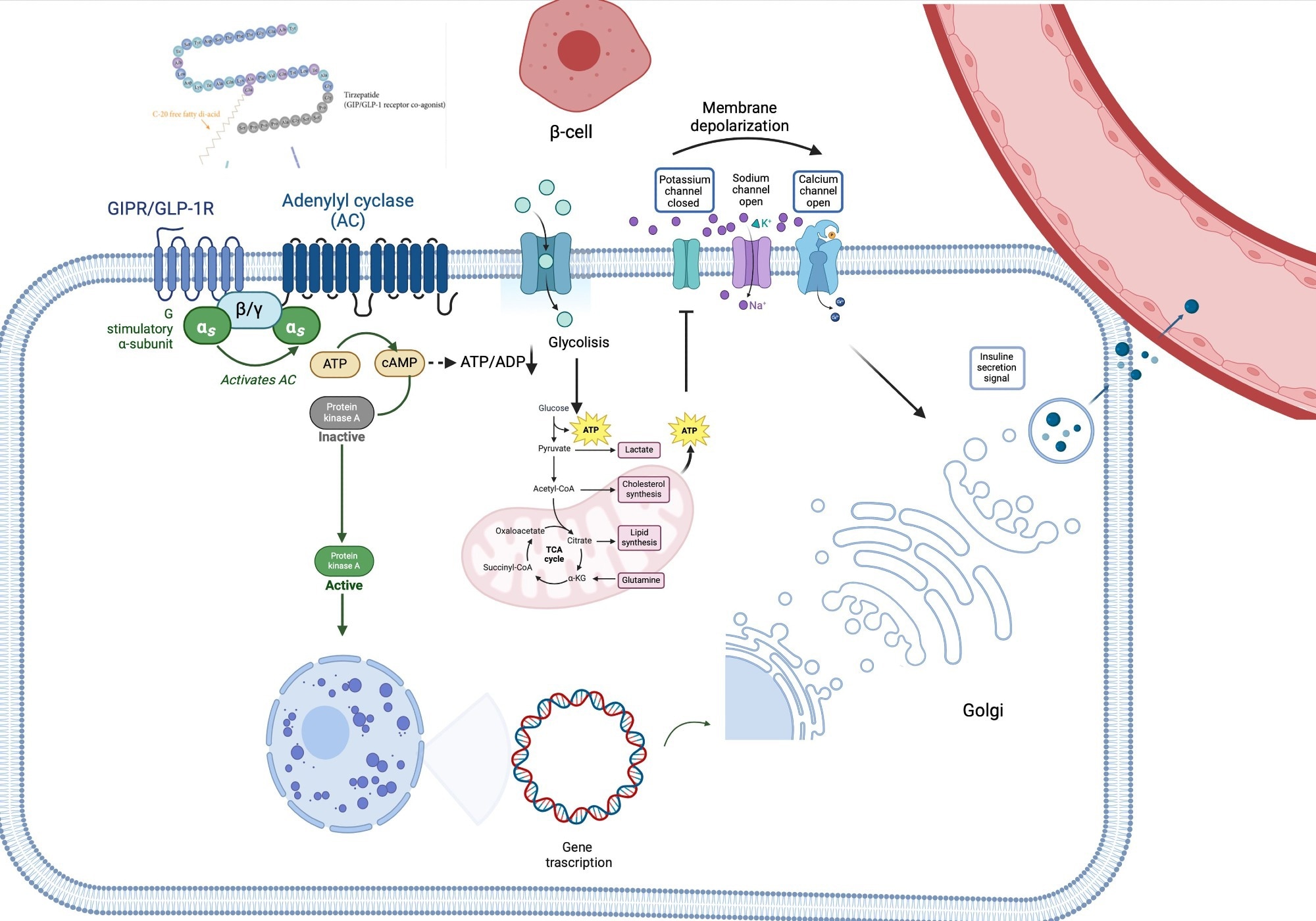 Tirzepatide’s pathway signaling. TZP binds its receptor, leading to the activation of adenylyl cyclase-cAMP-protein kinase A (PKA) pathway and thus stimulating glucose metabolism (glycolysis and Krebs Cycle). The increase of intracellular ATP levels hesitates in the closure of plasma membrane K+ channels, thus triggering β-cell depolarization. Due to depolarization, voltage-gated Ca2+ channels become open, favoring the entrance of Ca2+ into the cell, which concomitantly stimulates the releasing of calcium from the endoplasmic reticulum. This leads to the release of insulin into the bloodstream. Additionally, PKA stimulates insulin gene transcription, leading to insulin synthesis. αs, in vivo-subunit; ADP, adenosine diphosphate; ATP, adenosine triphosphate; β/γ, G protein β/gamma subunits; cAMP, cyclic adenosine monophosphate; GIP-R/GLP-1R, gastric inhibitory polypeptide receptor/glucagon-like peptide 1 receptor; PKA, adenylyl cyclase-cAMP-protein kinase A.