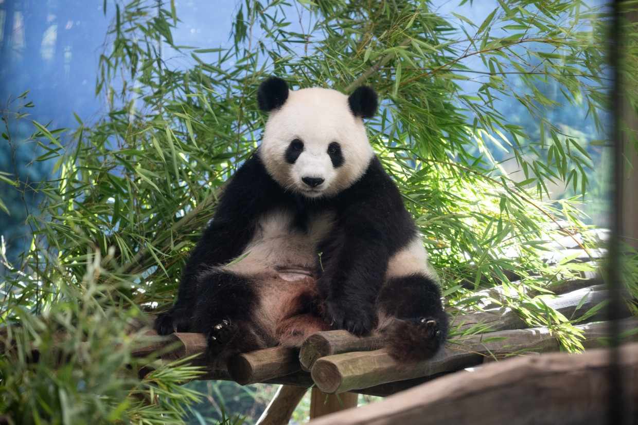 Das Pandaweibchen Meng Meng war am 26. März künstlich besamt worden.