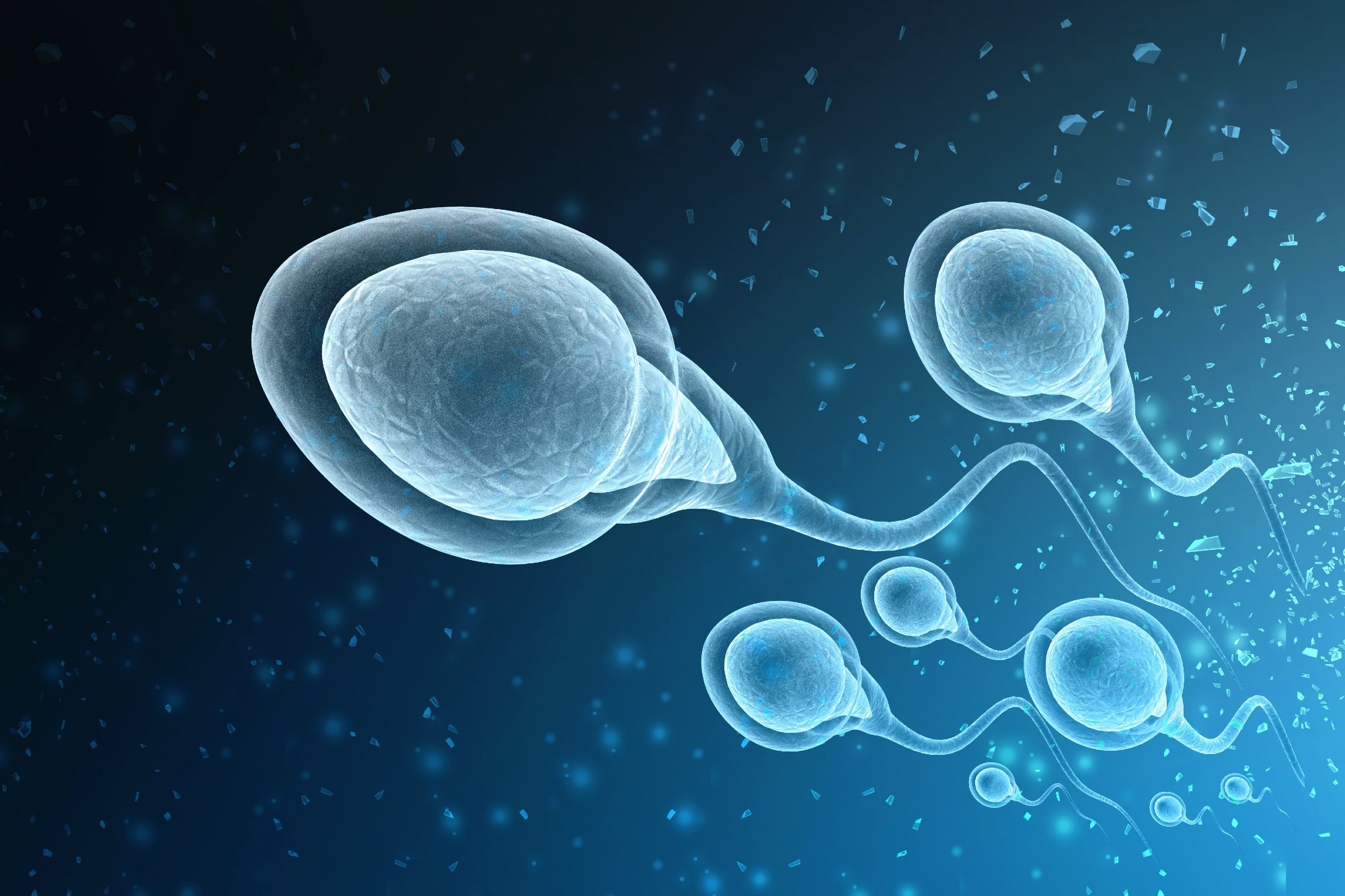 Study: SARS-CoV-2 impairs male fertility by targeting semen quality and testosterone level: A systematic review and meta-analysis. Image Credit: WHITE MARKERS / Shutterstock