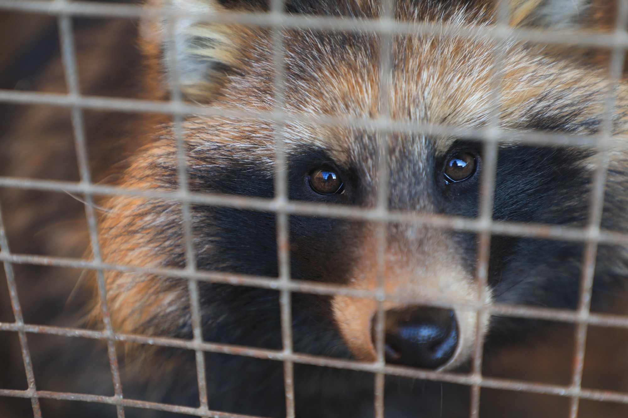 Study: Farmed fur animals harbour viruses with zoonotic spillover potential. Image Credit: chinahbzyg / Shutterstock