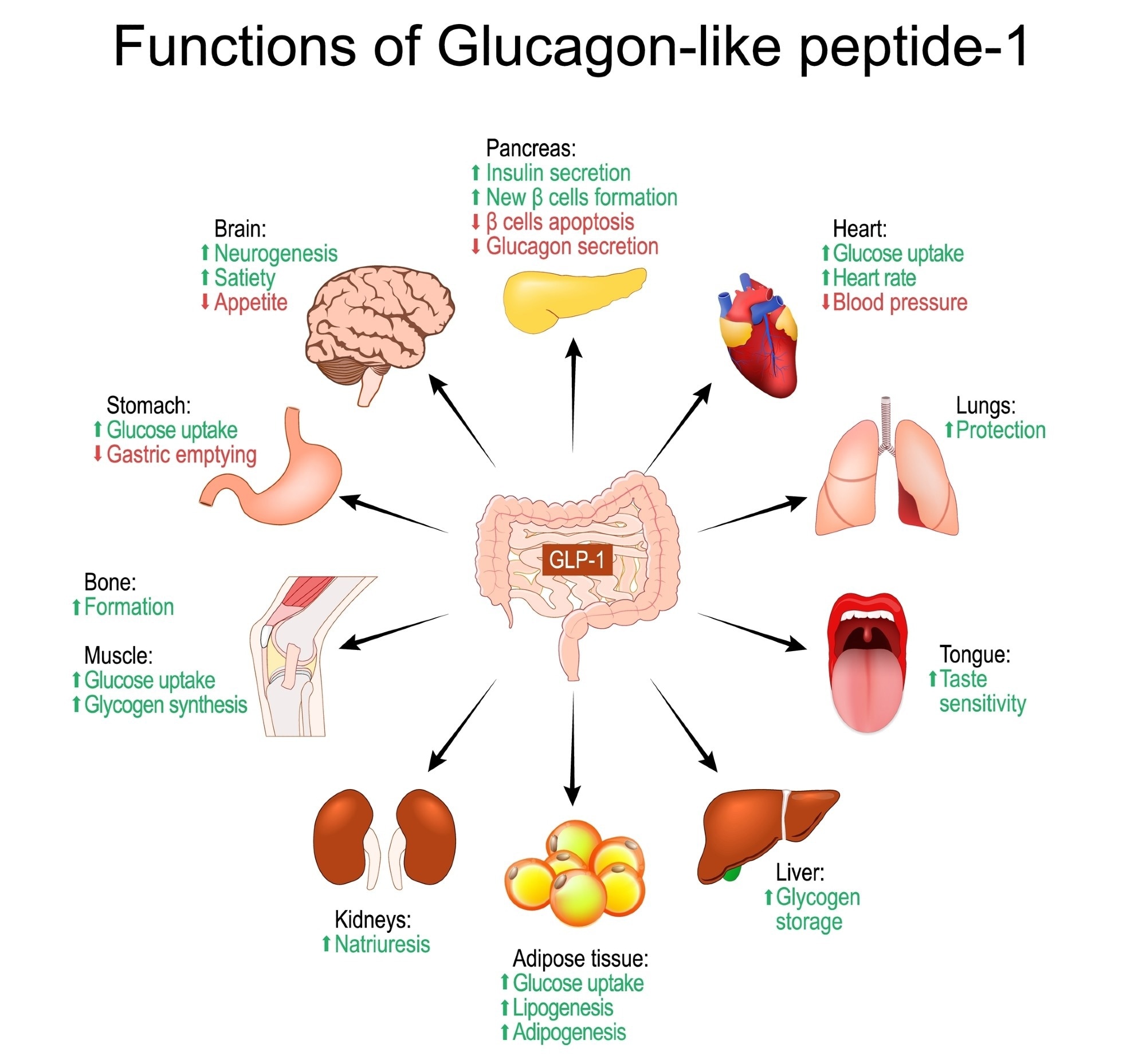 Review: POTENTIAL ROLE OF GLUCAGON-LIKE PEPTIDE-1 (GLP-1) RECEPTOR AGONISTS IN SUBSTANCE USE DISORDER: A SYSTEMATIC REVIEW OF RANDOMIZED TRIALS. Image Credit: Designua / Shutterstock