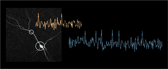 OptoVolt enables fluorescent voltage trace extraction