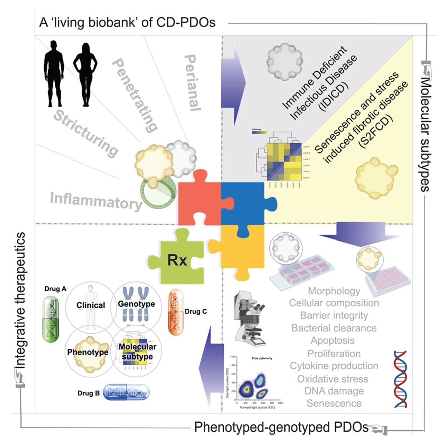 Study: A living organoid biobank of patients with Crohn’s disease reveals molecular subtypes for personalized therapeutics.