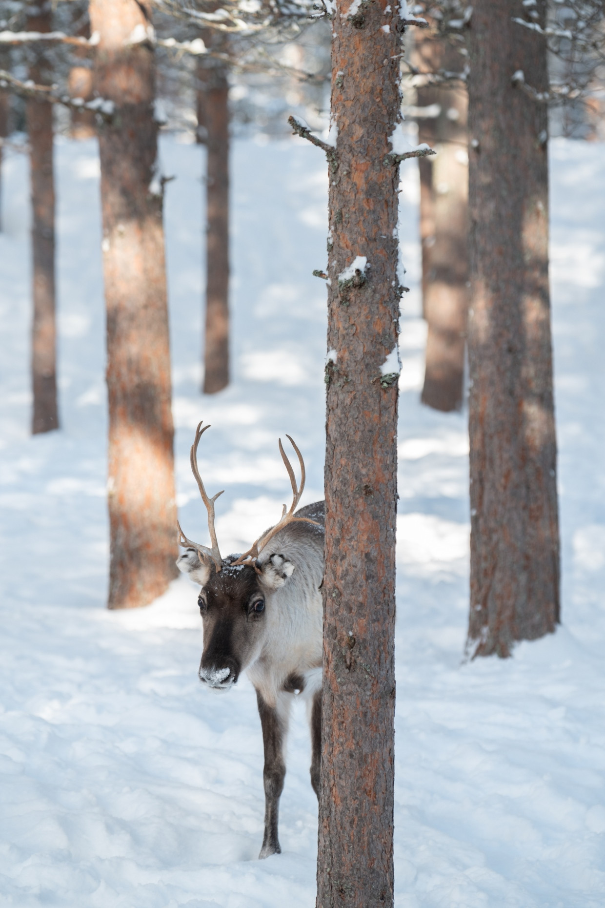 in the reindeer park