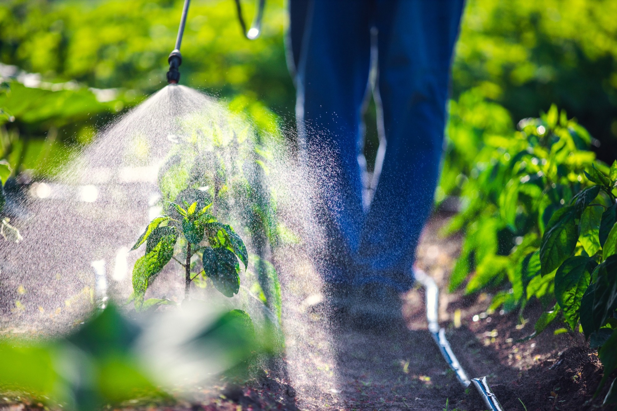 Study: Associations between pesticide use and rheumatoid arthritis among older farmers in the Agricultural Health Study. Image Credit: Valentin Valkov / Shutterstock