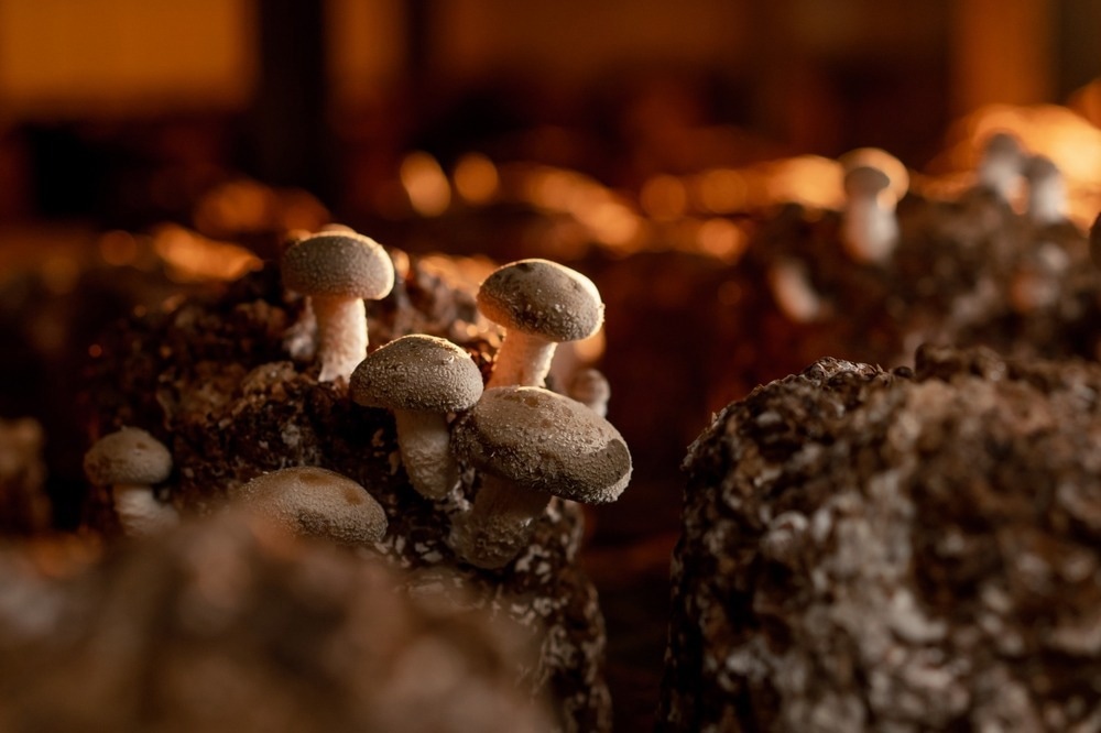 Growing Shiitake Mushrooms