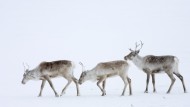 Caribou eat moss under the snow. If the ground is icy, they cannot get food