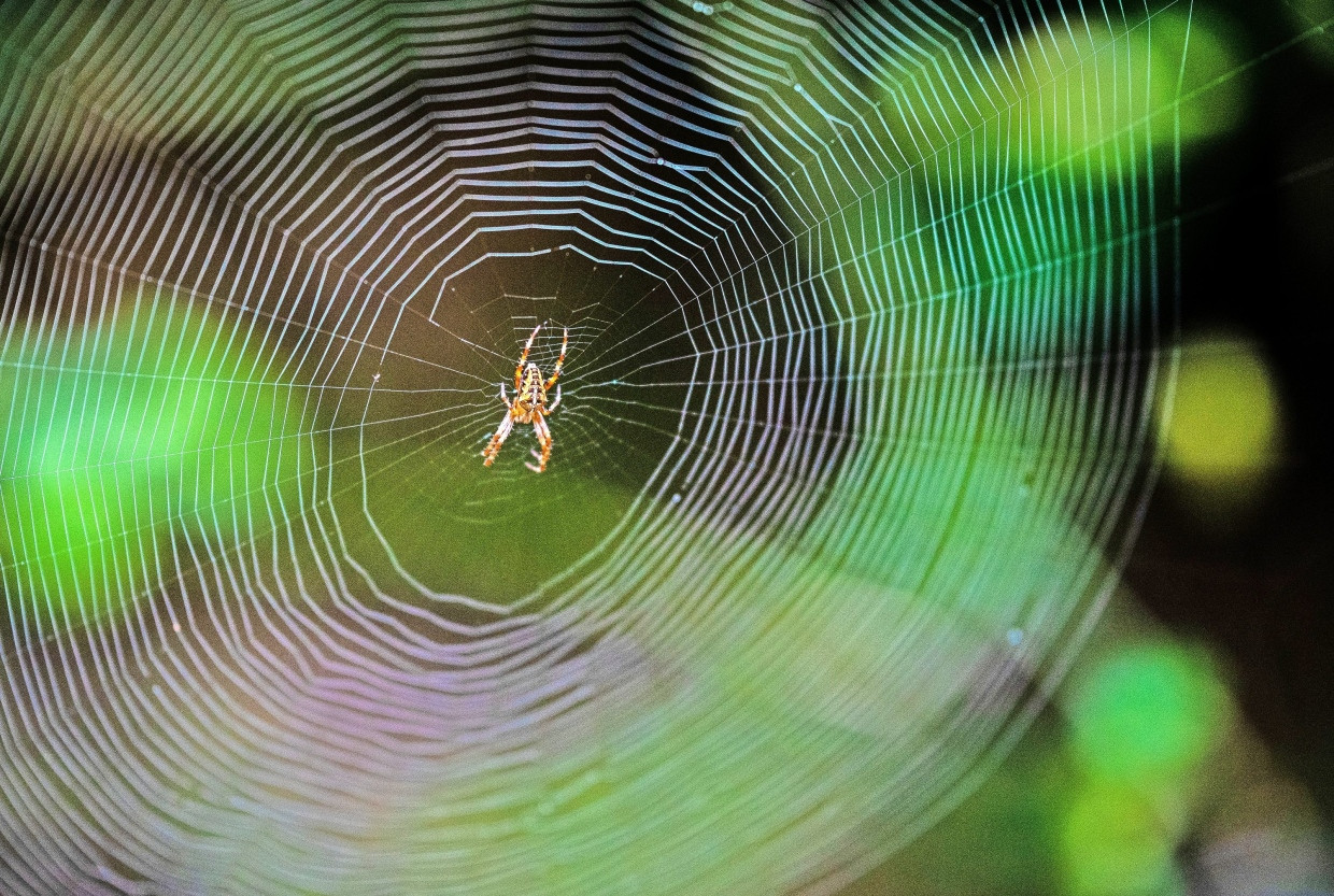 Role model for science: Materials research is very interested in spider webs.