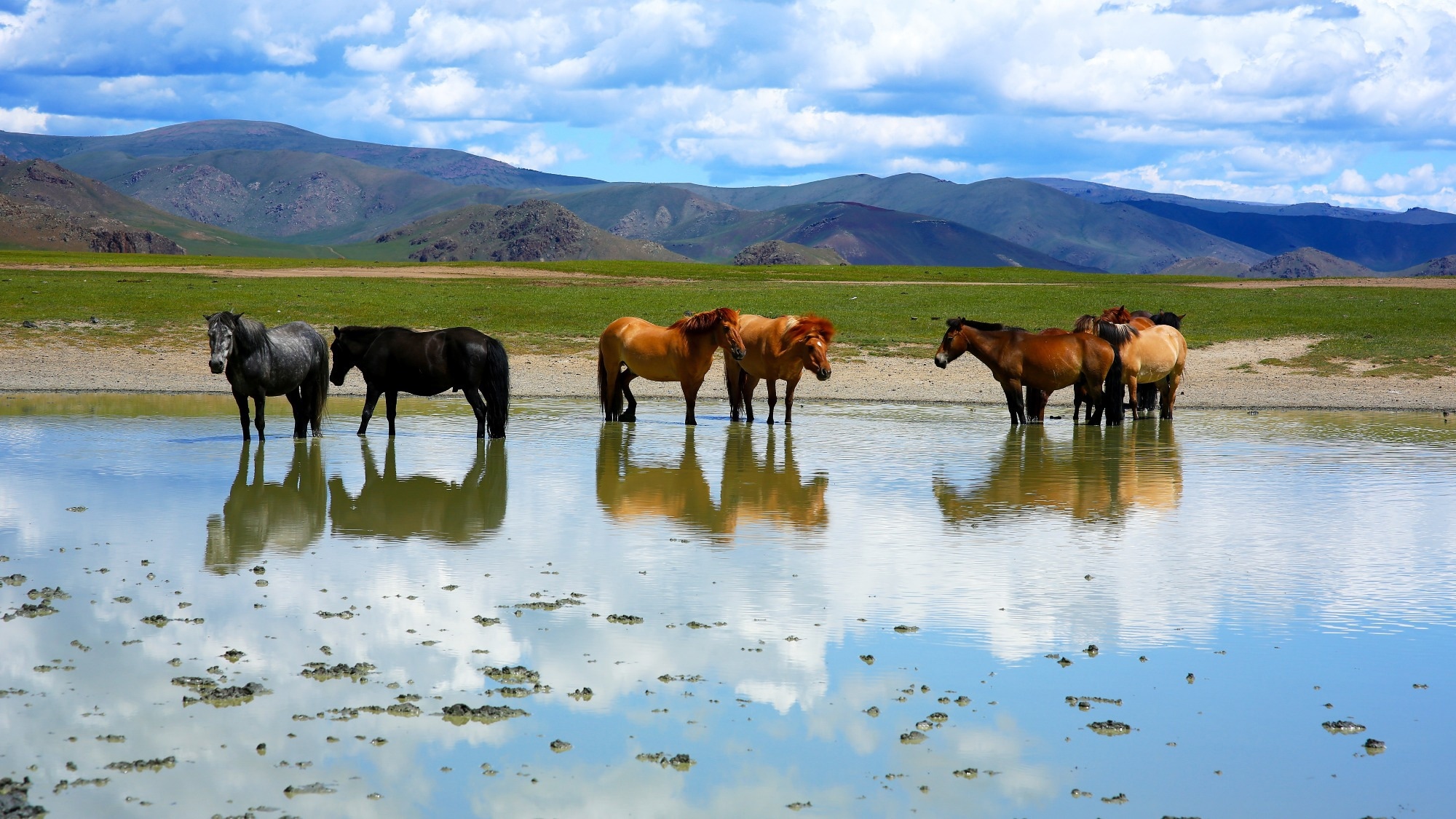 Horses, Mongolia