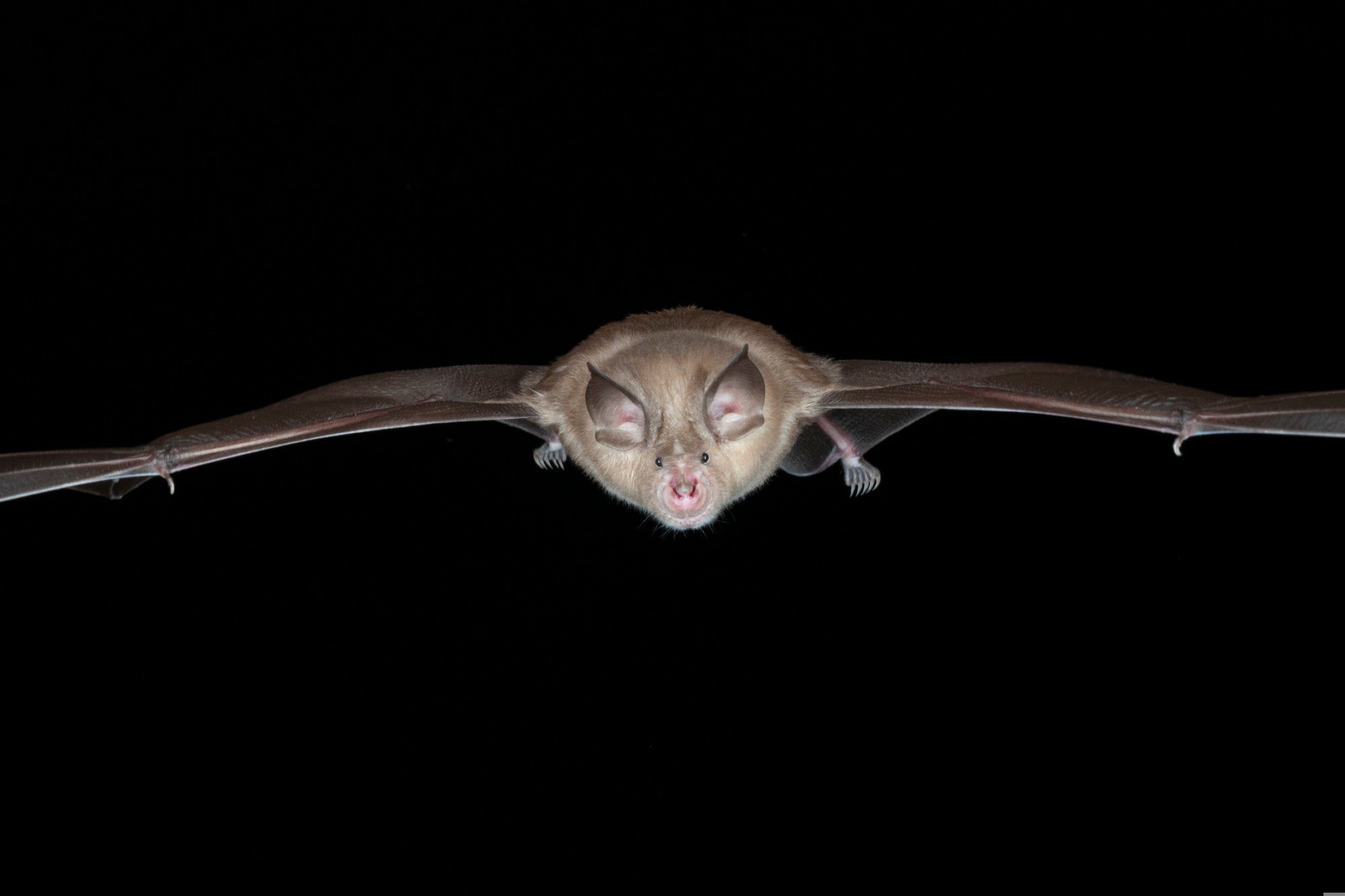 Study: Origin and cross-species transmission of bat coronaviruses in China. Image Credit: Carl Allen / Shutterstock