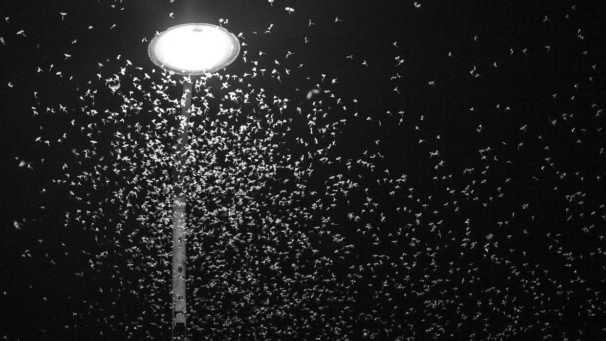 Street lamps are extremely attractive to insects at night - but the light disturbs its biorhythm.