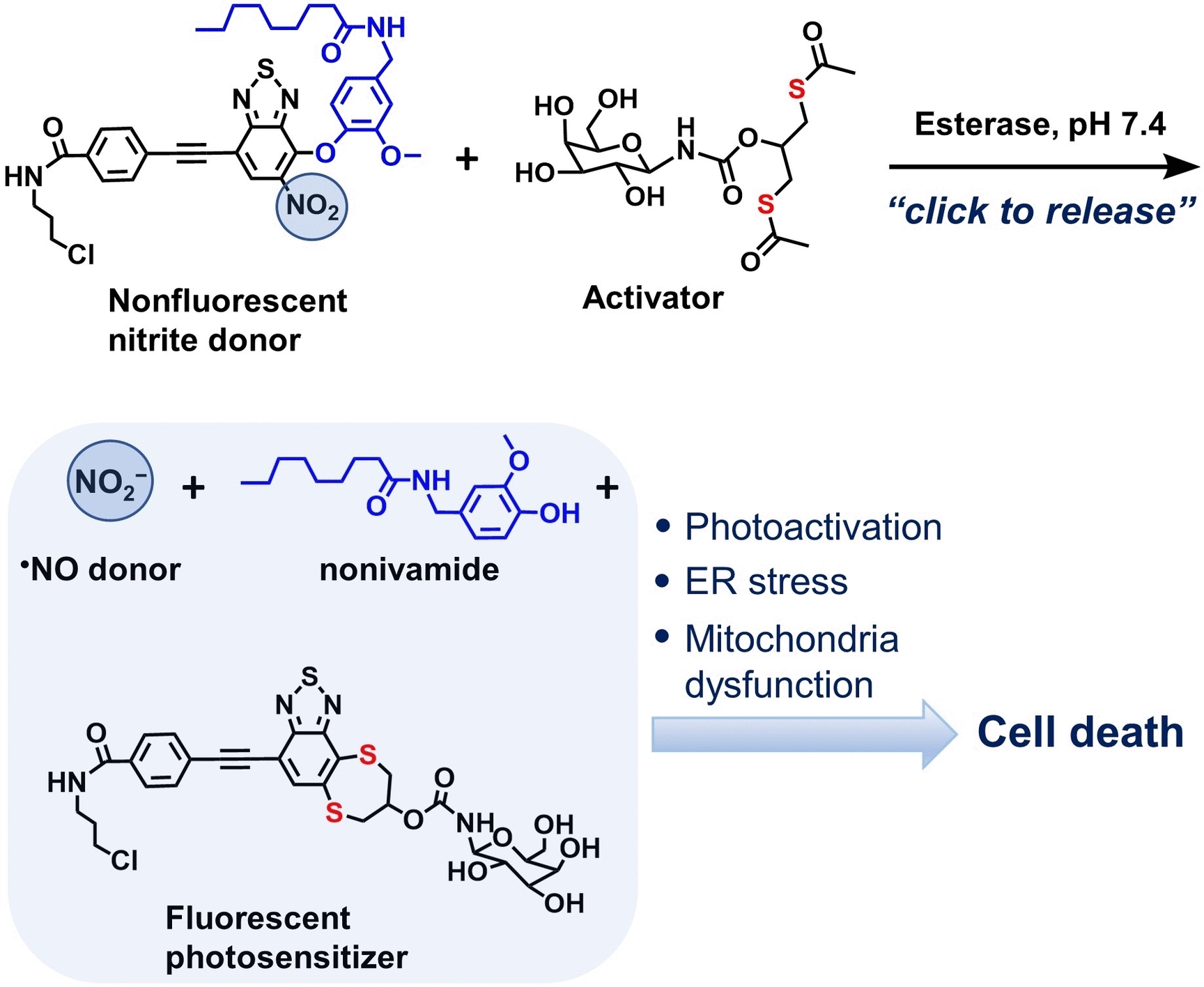 Bioorthogonal system for targeted release of nitrite ions into cancer cells