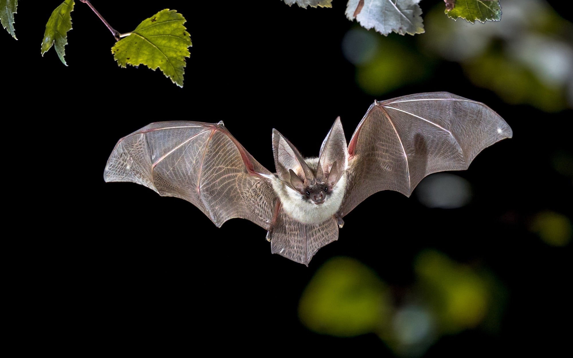 Study: Bombali Ebolavirus in Mops condylurus Bats (Molossidae), Mozambique. Image Credit: Rudmer Zwerver/Shutterstock