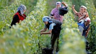 A good vintage: grape harvest in the Taittinger vineyard near Pierry in the heart of Champagne