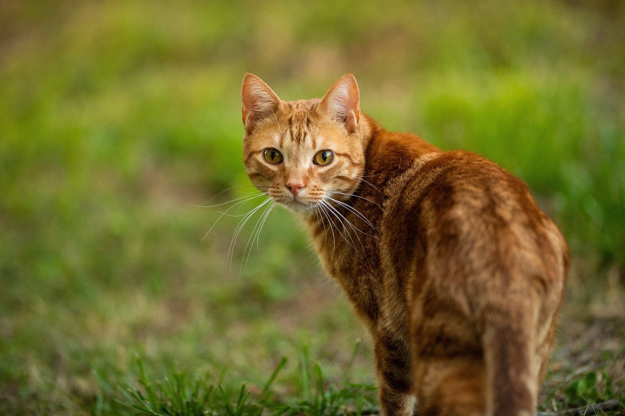 Study: Rising SARS-CoV-2 Seroprevalence and Patterns of Cross-Variant Antibody Neutralization in UK Domestic Cats. Image Credit: Gunnar Rathbun/Shutterstock