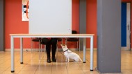 Many are disappointed in democracy.  Some resign, others revolt.  And the dogs are watching.