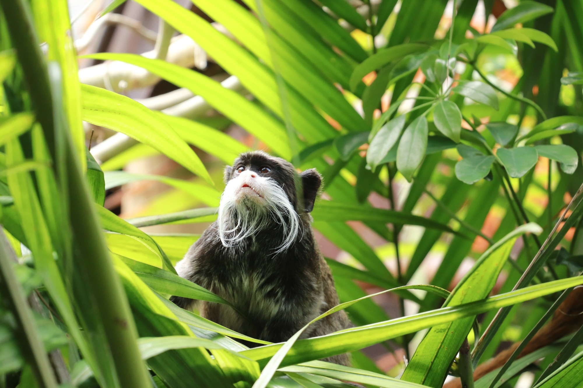 Study: First Report of H5n3 Infection in a Captive Group of Emperor Tamarin (Saguinus Imperator). Image Credit: nvphoto/Shutterstock