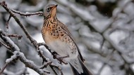 Hopefully well taken care of in winter too: A fieldfare on a snow-covered apple tree in Bavaria.
