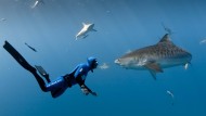 Tiger sharks search for food over seagrass beds.