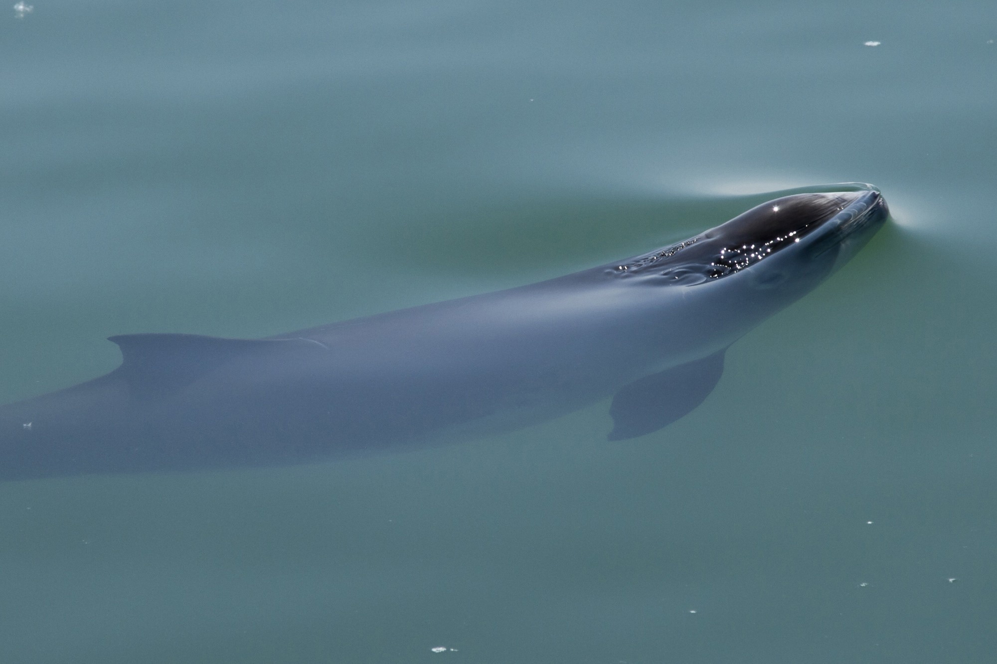 Research Letter - Highly Pathogenic Avian Influenza A(H5N1) Virus in a Harbor Porpoise, Sweden. Image Credit: ErnstS / Shutterstock