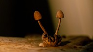 They are only made of wood for decoration: replicas of so-called magic mushrooms.