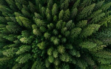 Aerial view of pine forest