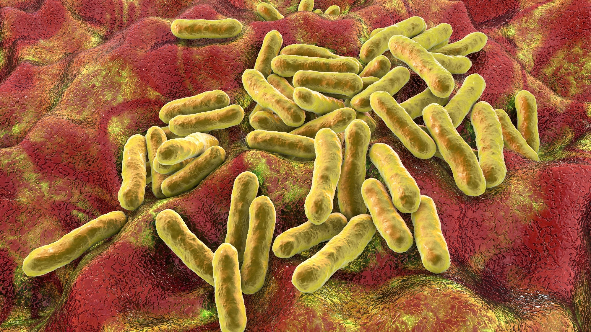Study: Commensal Cutibacterium acnes induce epidermal lipid synthesis important for skin barrier function. Image Credit: Kateryna Kon/Shutterstock.com