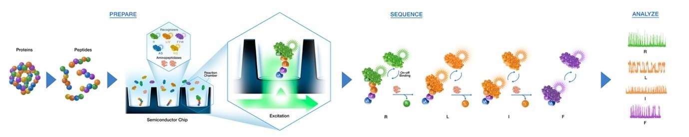 Figure 1. Platinum’s easy-to-use, end-to-end solution includes everything you need to prepare, sequence and analyze proteins with seamless integration into existing workflows. The Platinum workflow begins with protein digestion and immobilization of peptides on a semiconductor chip. Fluorescently labeled N-terminal amino acid (NAA) recognizers bind each NAA and the binding intensity and kinetics are captured as a unique kinetic signature for each NAA. Aminopeptidases cleave NAAs exposing the next NAA for sequencing. On-off binding reveals the amino acid sequence in each diverse peptide. Data is securely transferred and analyzed using an intuitive Cloud based software which aligns and translates kinetic signatures to protein identification.