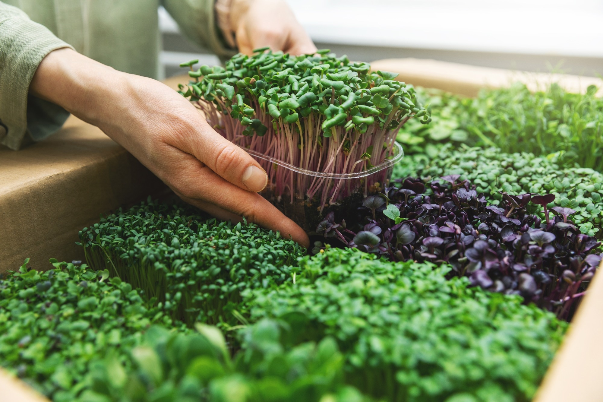 Review: Microgreens on the rise: Expanding our horizons from farm to fork. Image Credit: ronstik / Shutterstock