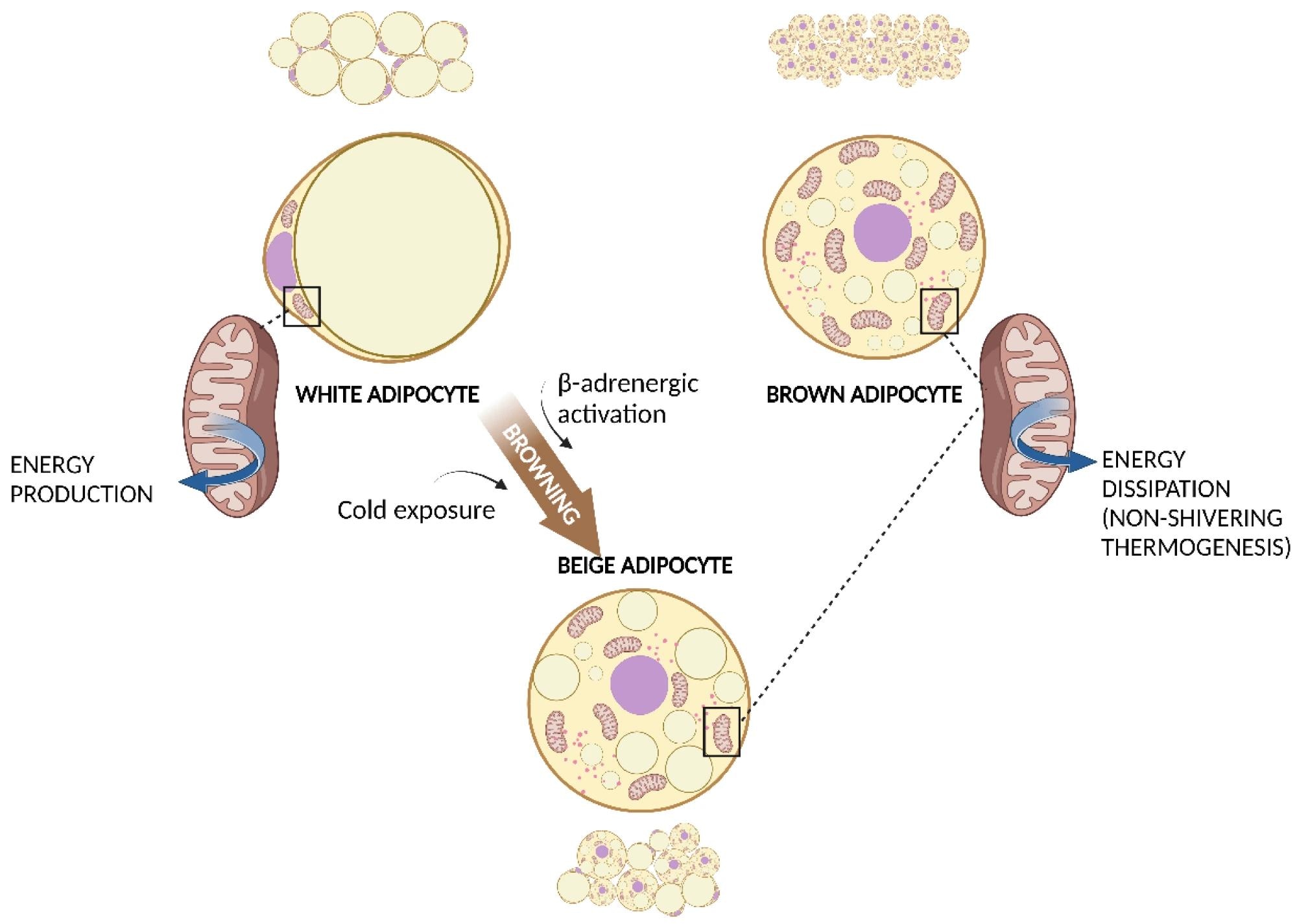 WAT, BAT, and WAT browning. White adipocyte has one large droplet in the centre of the cell that compresses nucleus and mitochondria at one pole. Brown adipocyte has multiple small lipid droplets and more mitochondria, spread out between the droplets. Beige adipocyte has intermediate characteristics. Cold exposure and β-adrenergic activation determine the browning of WAT. Both brown and beige mitochondria are involved in non-shivering thermogenesis.  Abbreviations: BAT, brown adipose tissue; WAT, white adipose tissue.