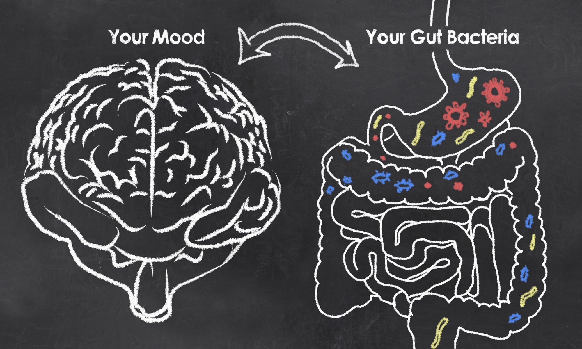 The Power of Psychobiotics in Depression: A Modern Approach through the Microbiota–Gut–Brain Axis: A literature Review. Image Credit: T. L. Furrer / Shutterstock