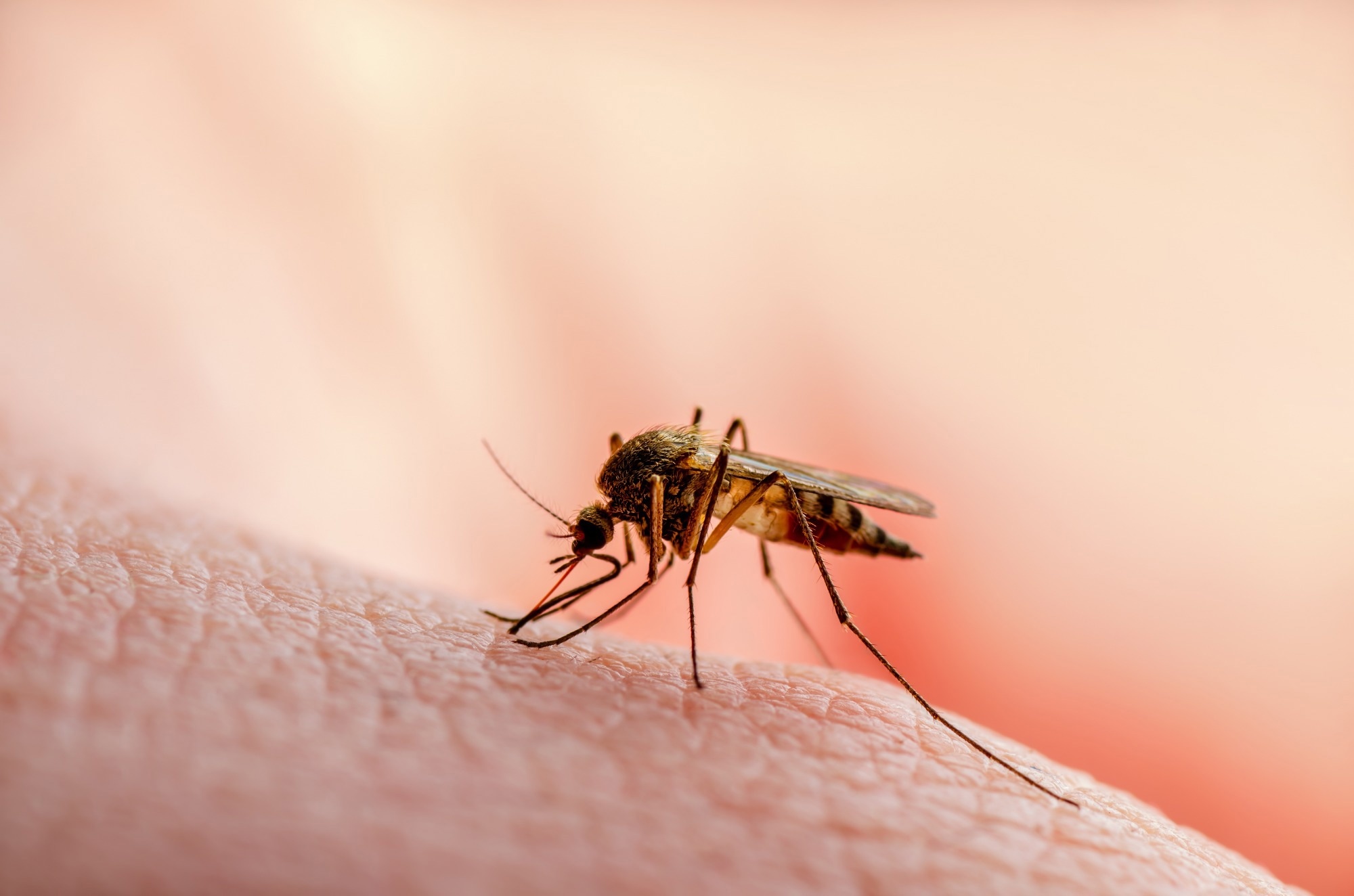 Study: Liver-targeted polymeric prodrugs delivered subcutaneously improve tafenoquine therapeutic window for malaria radical cure. Image Credit: nechaevkon/Shutterstock.com