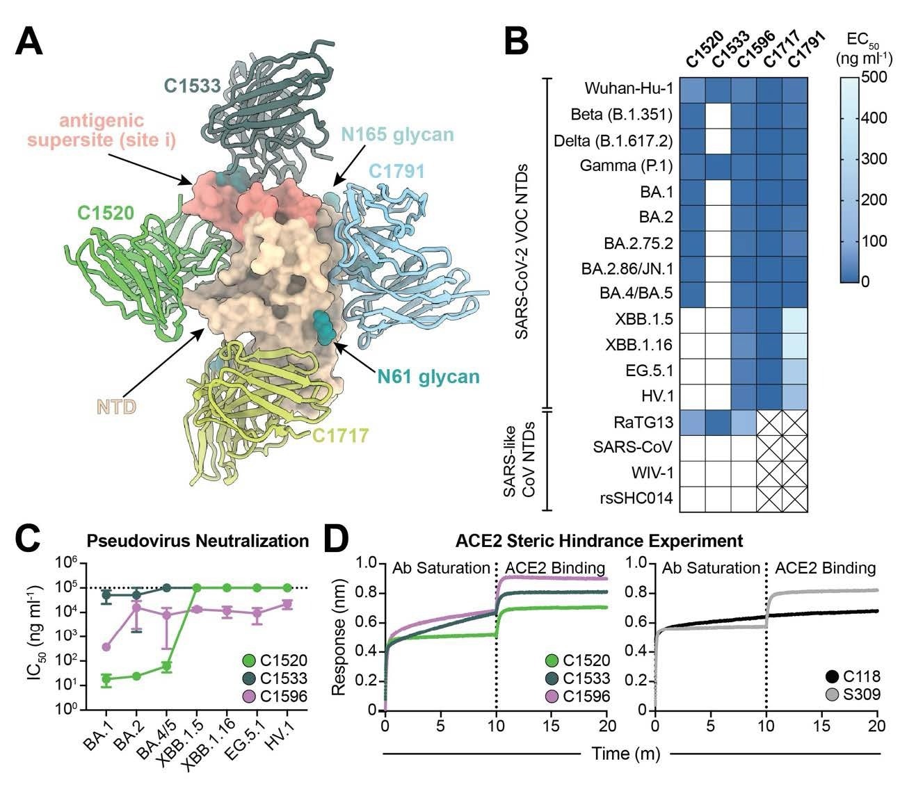 C1596, an NTD-specific mAb, exhibits broad binding and neutralizing potential across SARS-CoV-2 Omicron VOCs. (A). Superimposition of C1520 (PDB: 7UAQ, green), C1717 (PDB: 7UAR, lime-yellow), C1791 (blue), and C1533 (dark slate gray) VH and VL domains onto the SARS-CoV-2 Wuhan-Hu-1 NTD (wheat) for a composite figure. (B) Heatmap of ELISA EC50 values of NTD-specific monoclonal IgG antibodies binding to recombinant NTD protein of SARS-CoV-2 VOCs (top) and SARS-like CoVs (bottom). Boxes shaded white represent EC50 values above 500 ng ml-1; boxes with an X indicate proteins that were not tested. Data points are represented by the geometric mean of at least three independent experiments. (C) Graph with IC50 values of NTD-specific IgG antibodies against the indicated SARS-CoV-2 VOCs. Reported data are represented by the mean of at least three replicate experiments and the standard error of the mean. (D) BLI association curves for soluble human ACE2 binding to SARS-CoV-2 Wuhan-Hu-1 S 6P trimer after saturation with (left) NTD IgGs and (right) RBD IgGs. S309 IgG, an RBDspecific antibody (43) that does not compete with ACE2 for binding (43), is used as a control for successful ACE2 binding following antibody saturation of the trimer; C118 IgG, an RBD-specific antibody (23) that competes with ACE2 for RBD binding (42), is used as a control for competition with ACE2.