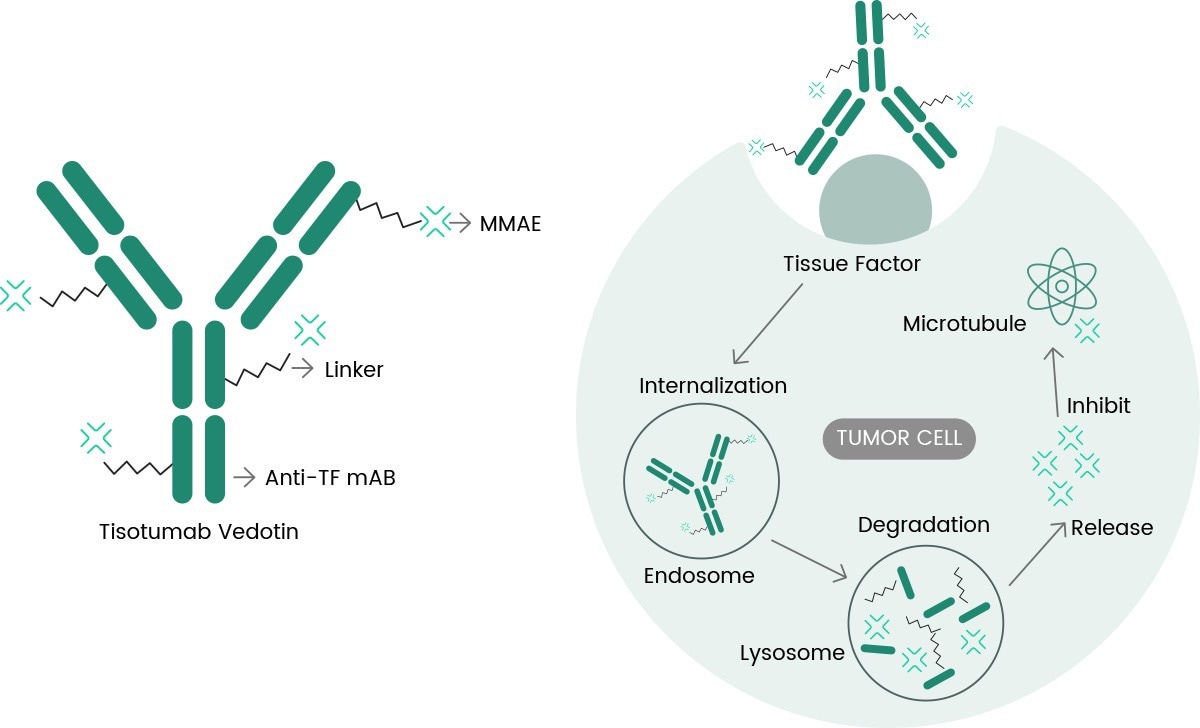 FDA-approved TIVDAK®: Targeting tissue factor in cervical cancer